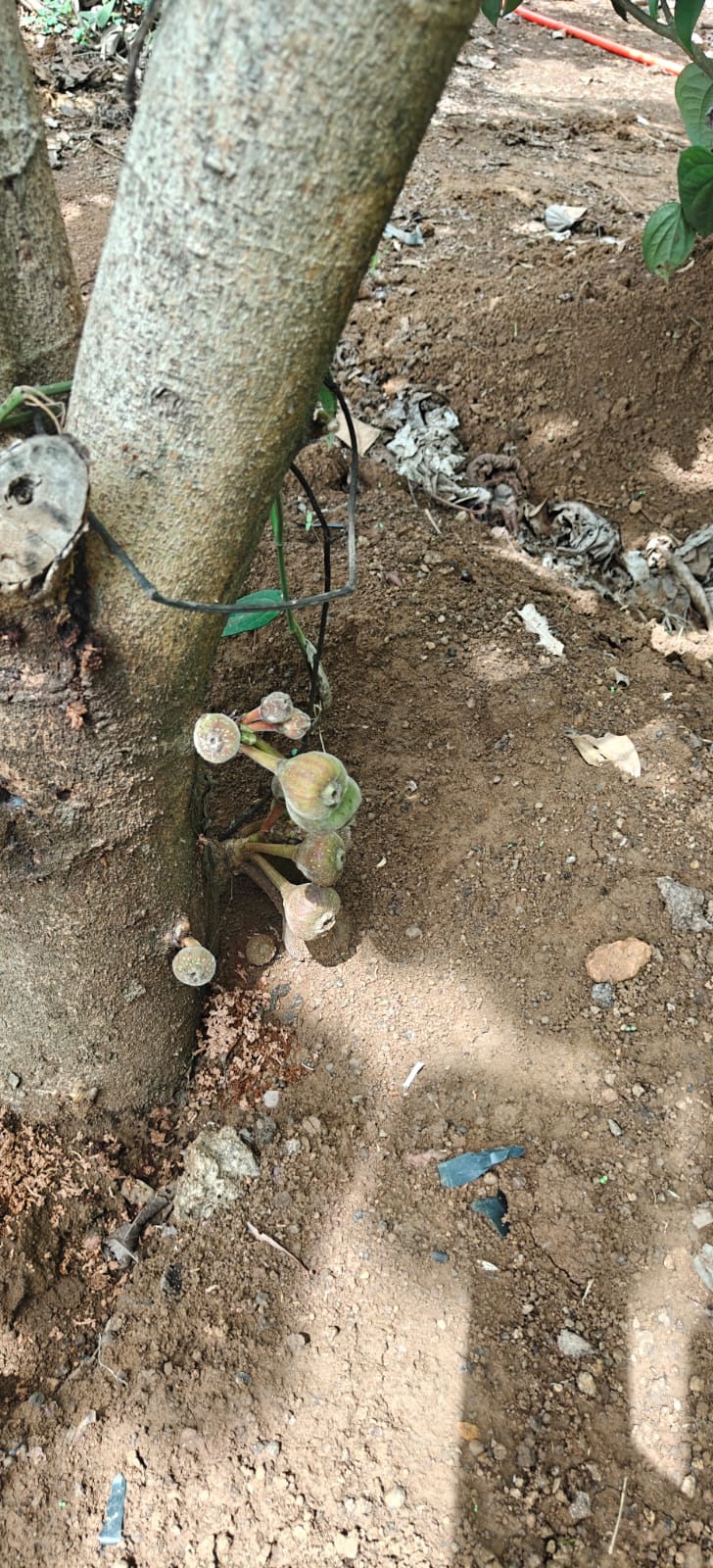 Farm plant: WhatsApp Image 2026-07-27 at 12.25.24 (2).jpeg